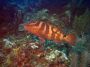 AmbergrisCaye05 - 045 * Grouper